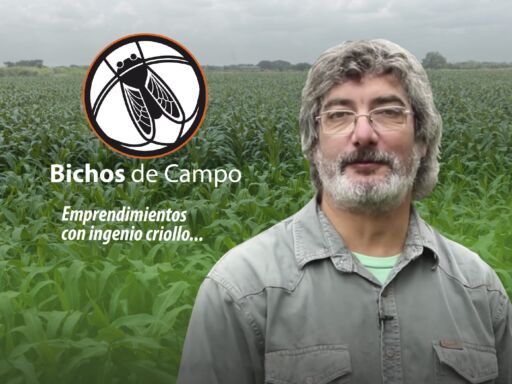 BICHOS DE CAMPO
