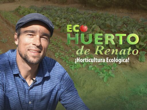 ECOHUERTO DE RENATO