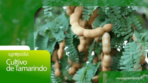Cultivo de tamarindo – Agro en 2 minutos