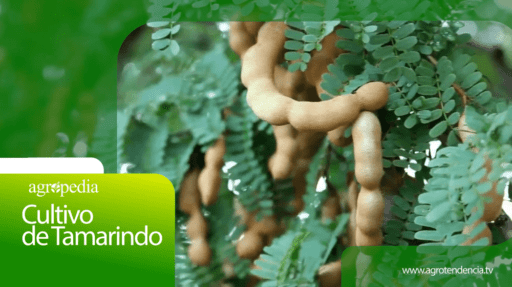 Cultivo de tamarindo – Agro en 2 minutos