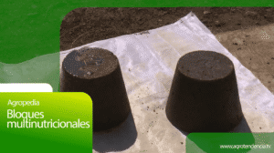 Bloques multinutricionales - Agro en 2 minutos