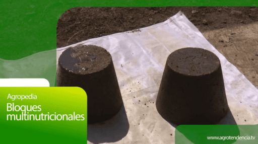 Bloques multinutricionales – Agro en 2 minutos