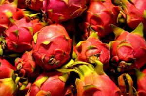 cultivo de pitahaya