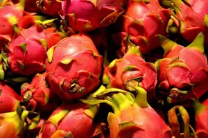 cultivo de pitahaya