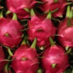 cultivo de pitahaya