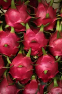 cultivo de pitahaya
