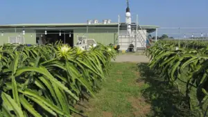 cultivo de pitahaya
