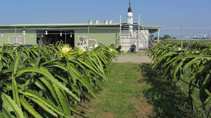 Cultivo de pitahaya