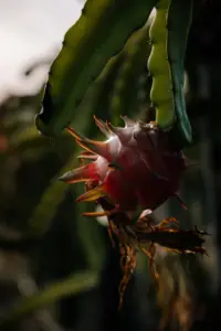 cultivo de pitahaya