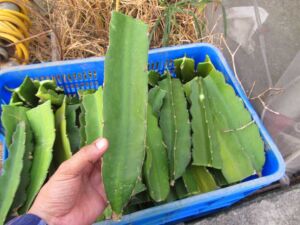 cultivo de pitahaya