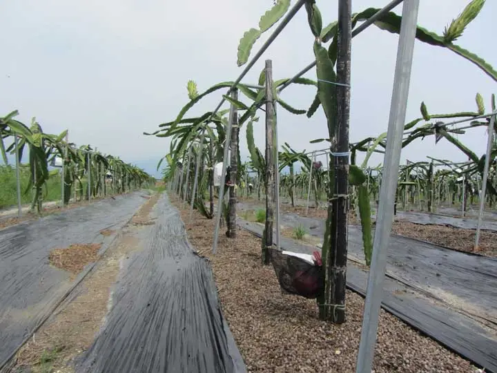 Plantación de la pitahaya