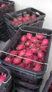 cultivo de pitahaya
