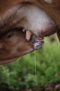 ordeño, sistemas de ordeño, que es un sistema de ordeño