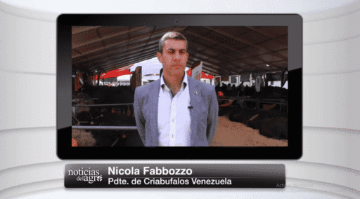 Búfalos – Potencial productivo y exportador en Venezuela