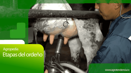 Etapas de ordeño – Agro en 2 minutos