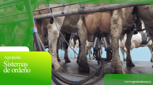 Sistemas de ordeño – Agro en 2 minutos