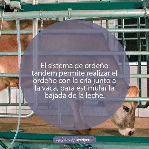 Ordeño - máquinas de ordeño - sistemas de ordeño - equipos de ordeño - salas de ordeño - ventajas de los sistemas de ordeño - desventajas de los sistemas de ordeño