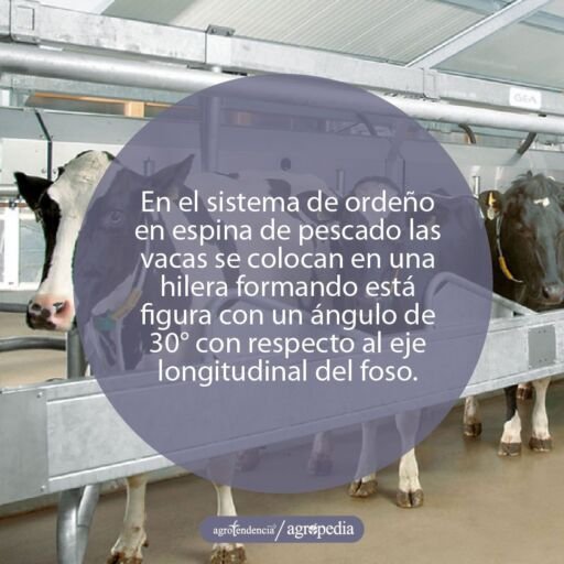 Ordeño - máquinas de ordeño - sistemas de ordeño - equipos de ordeño - salas de ordeño - ventajas de los sistemas de ordeño - desventajas de los sistemas de ordeño