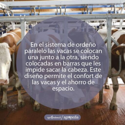 Ordeño - máquinas de ordeño - sistemas de ordeño - equipos de ordeño - salas de ordeño - ventajas de los sistemas de ordeño - desventajas de los sistemas de ordeño
