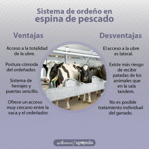 Ordeño - máquinas de ordeño - sistemas de ordeño - equipos de ordeño - salas de ordeño - ventajas de los sistemas de ordeño - desventajas de los sistemas de ordeño