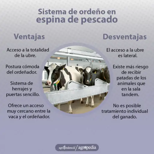 Ordeño - máquinas de ordeño - sistemas de ordeño - equipos de ordeño - salas de ordeño - ventajas de los sistemas de ordeño - desventajas de los sistemas de ordeño