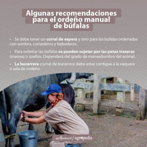 Búfalo - Búfala - Ordeño de búfalas - Ganadería bufalina