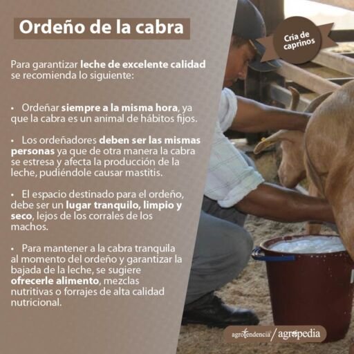 Cabra - ganado caprino - ganadería caprina - ordeño de cabras
