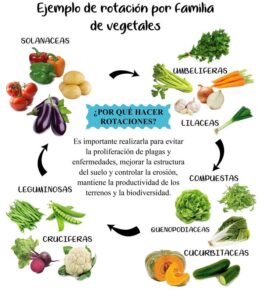 Rotación de cultivos - Familia de vegetales