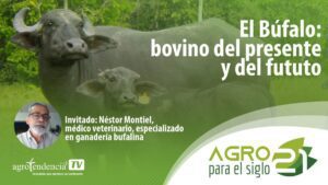 Búfalo: bovino del presente y del fututo