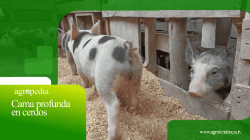 Cama profunda en cerdos – Agro en 2 minutos