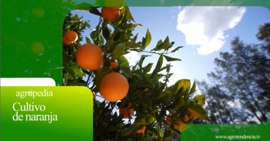 cultivo de naranja