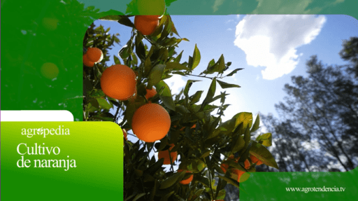 Cultivo de naranja – Agro en 2 minutos