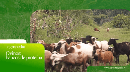 Ovinos: bancos de proteínas – Agro en 2 minutos