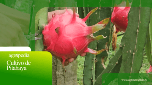 Cultivo de pitahaya – Agro en 2 minutos