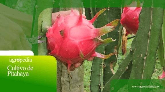 fruta del dradon