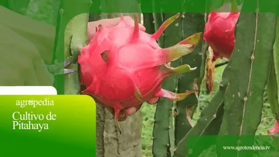 fruta del dradon