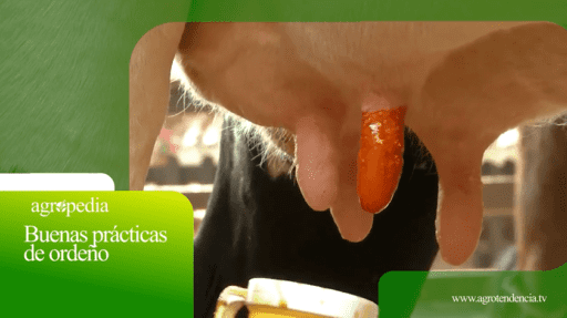 Buenas prácticas de ordeño – Agro en 2 minutos