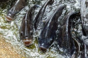 Tilapias