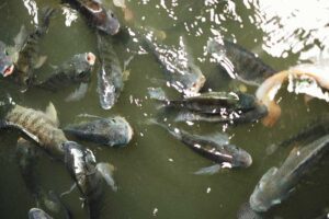 Tilapias