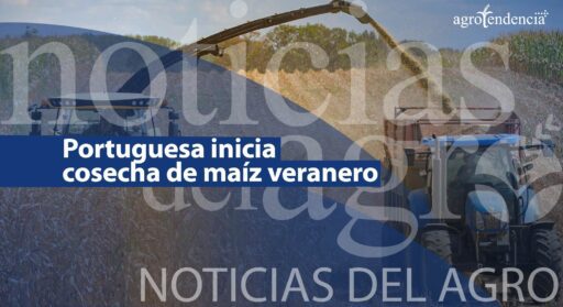 Portuguesa inicia cosecha de maíz veranero – Noticias del Agro