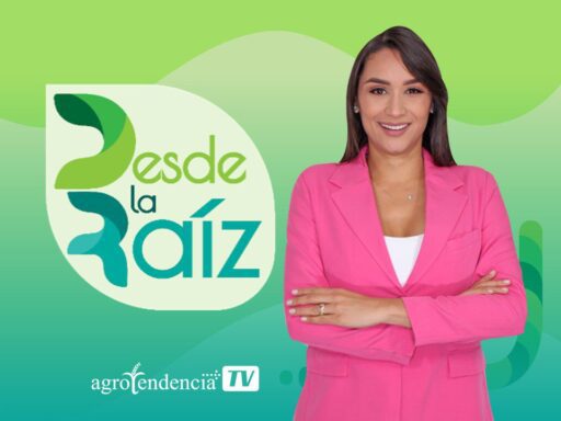 Desde la Raíz