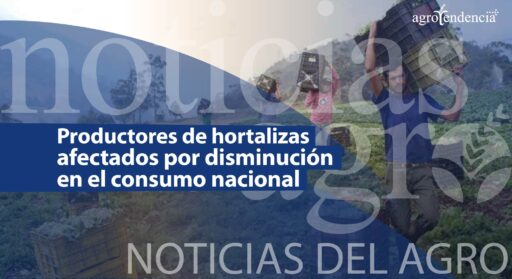 Productores de hortalizas afectados por disminución en el consumo nacional