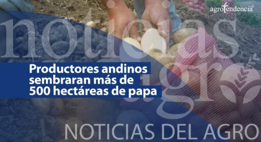 Productores andinos sembraran más de 500 hectáreas con semilla de papa