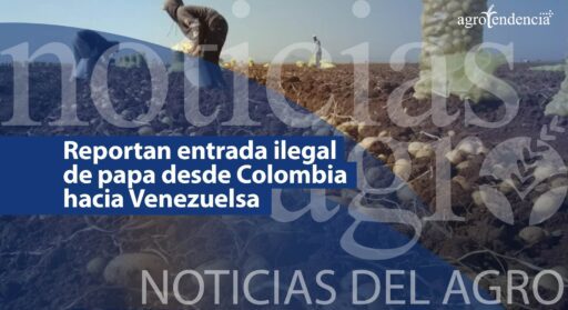Entrada ilegal de papa desde Colombia que afecta la producción nacional
