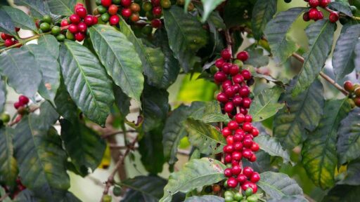 Producción agrícola del estado Miranda se recupera un 32%