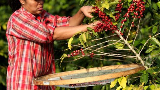 Fedeagro: caficultores no están recibiendo precios justos por la venta del rubro