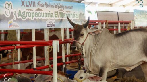 Avanza la Feria Nacional del Cebú y sus cruces