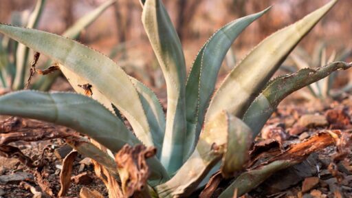 Gremio del agave cocui indica que la producción avanza en el país