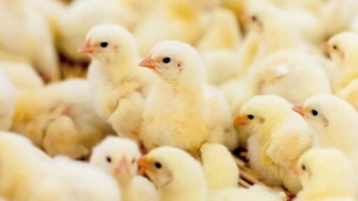 Aumento de las temperaturas afecta la producción avícola