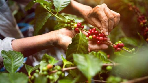 Proyecto de Ley Nacional del Café fue aprobado en primera discusión